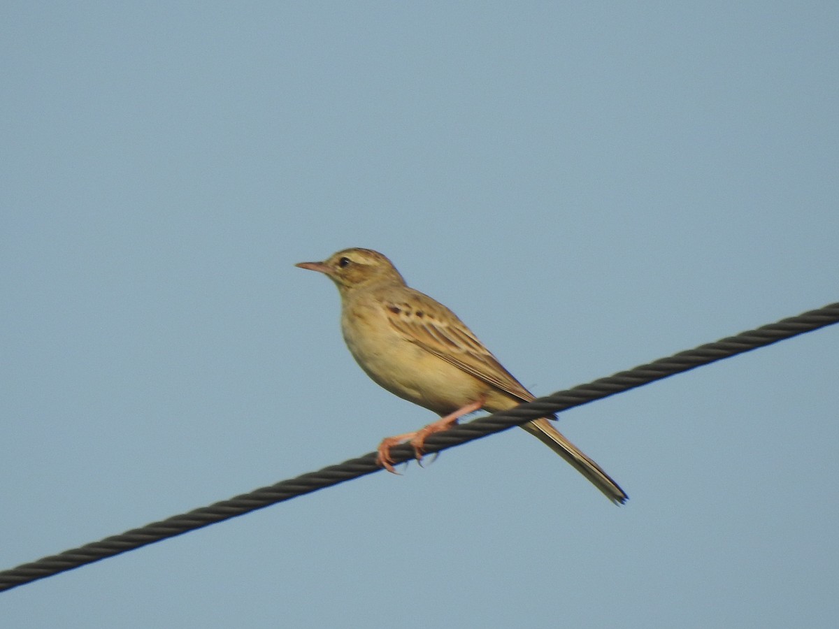 pipit sp. - ML409515141
