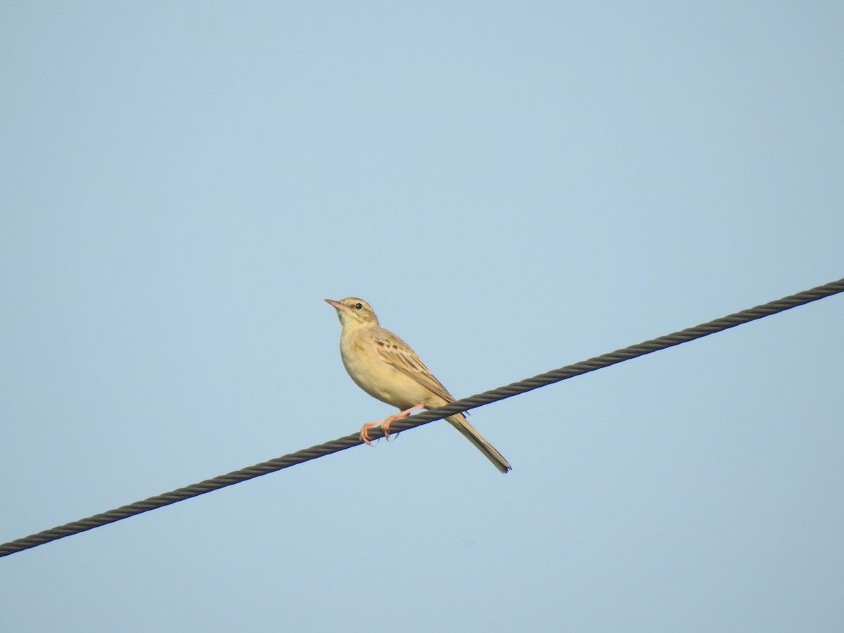 pipit sp. - ML409515161