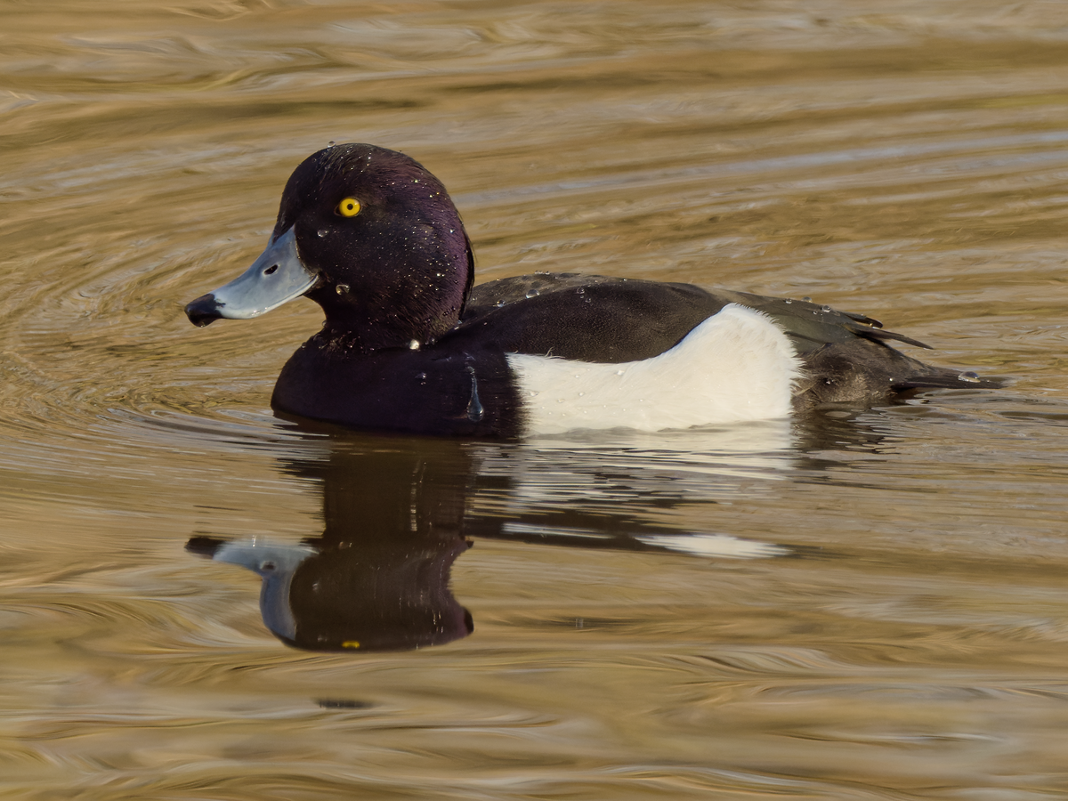 Tufted Duck - ML409515941