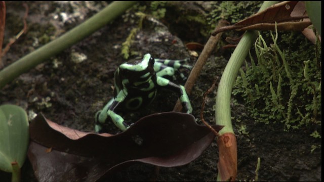 Green-and-black poison dart frog - ML409516