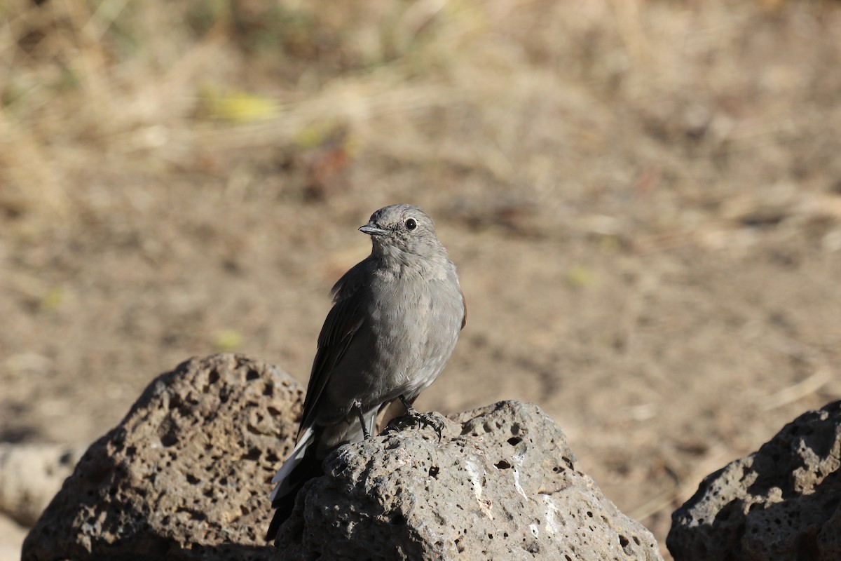 Townsend's Solitaire - ML40951761