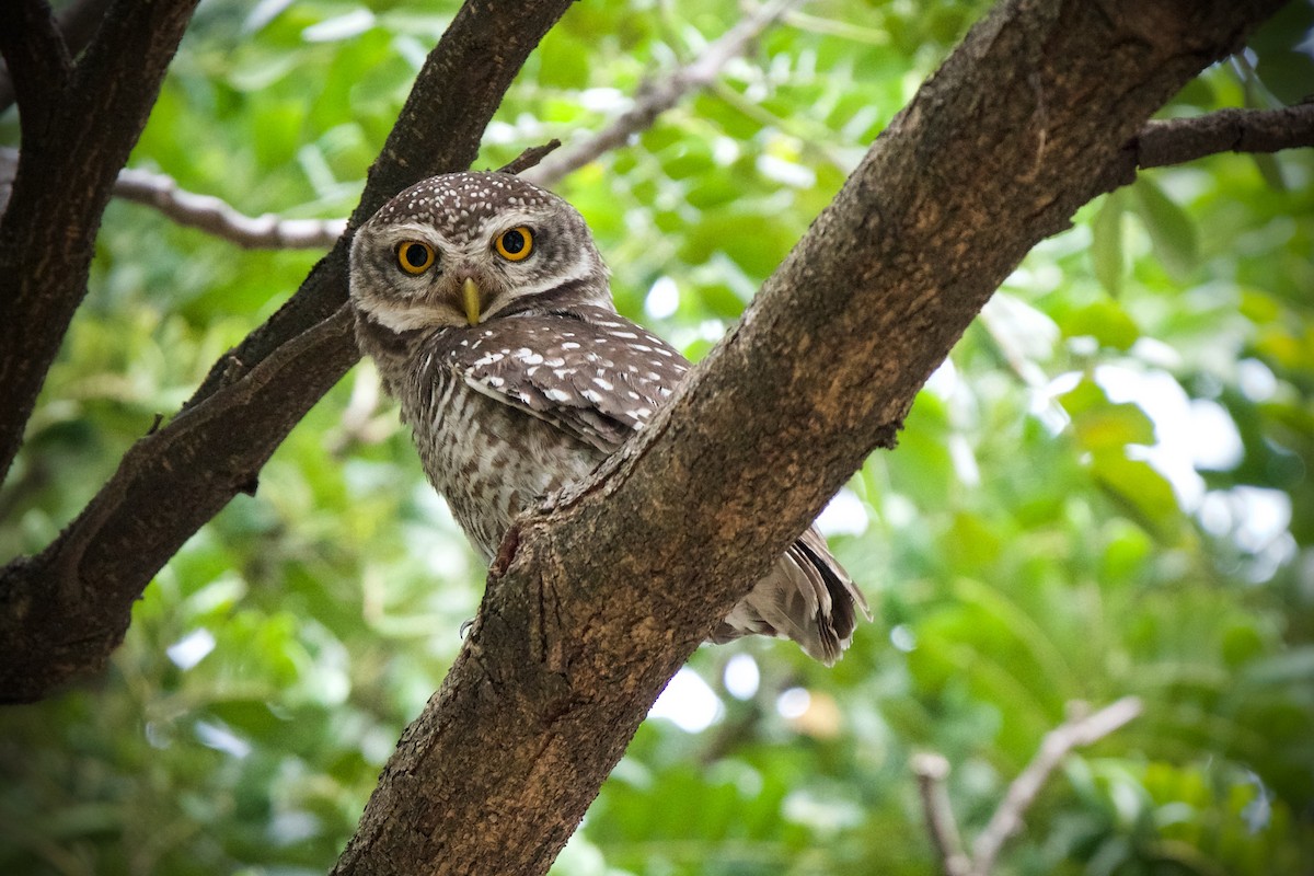 Spotted Owlet - ML409517881