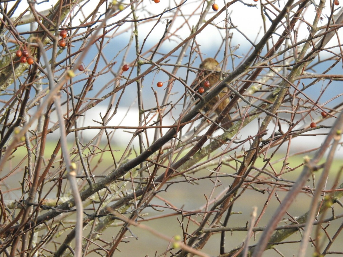 Golden-crowned Sparrow - ML40951971