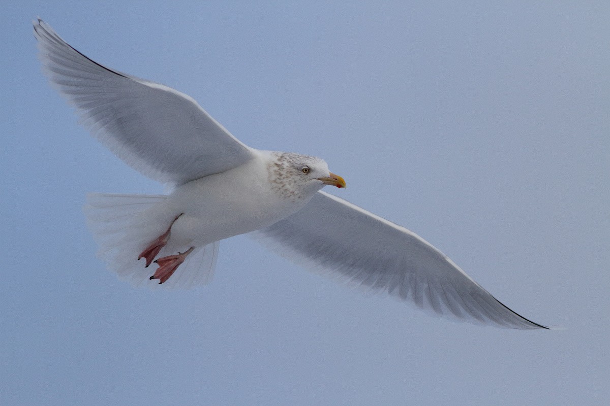 Herring x Glaucous Gull (hybrid) - Nova Scotia Bird Records