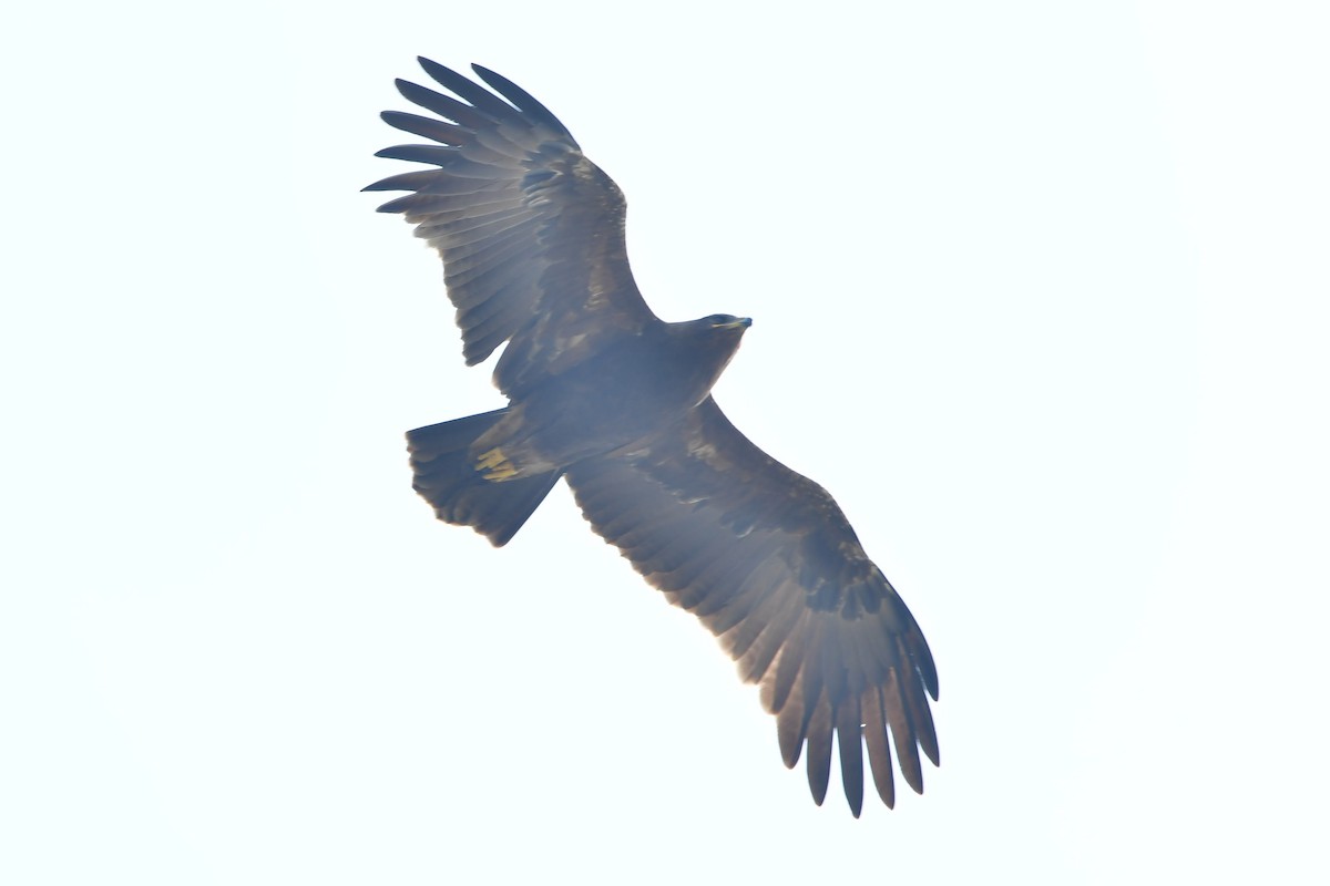 Indian Spotted Eagle - ML409522231