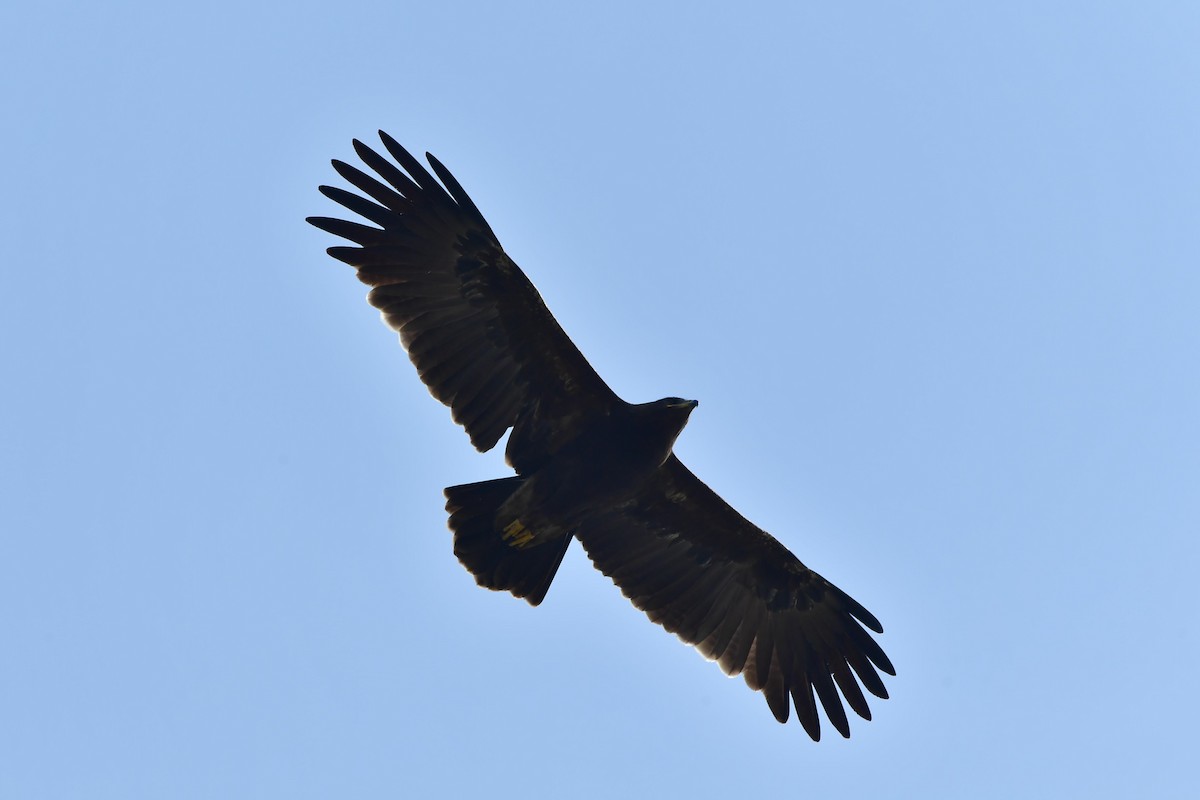 Indian Spotted Eagle - ML409522241