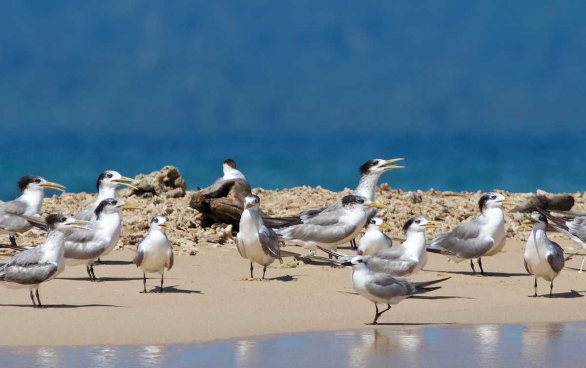 Gull-billed Tern - Craig Robson