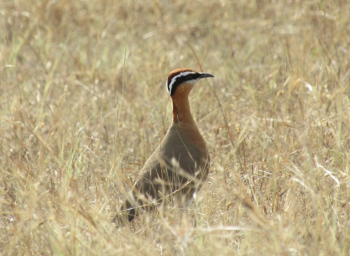 Indian Courser - Chinmay Sawant