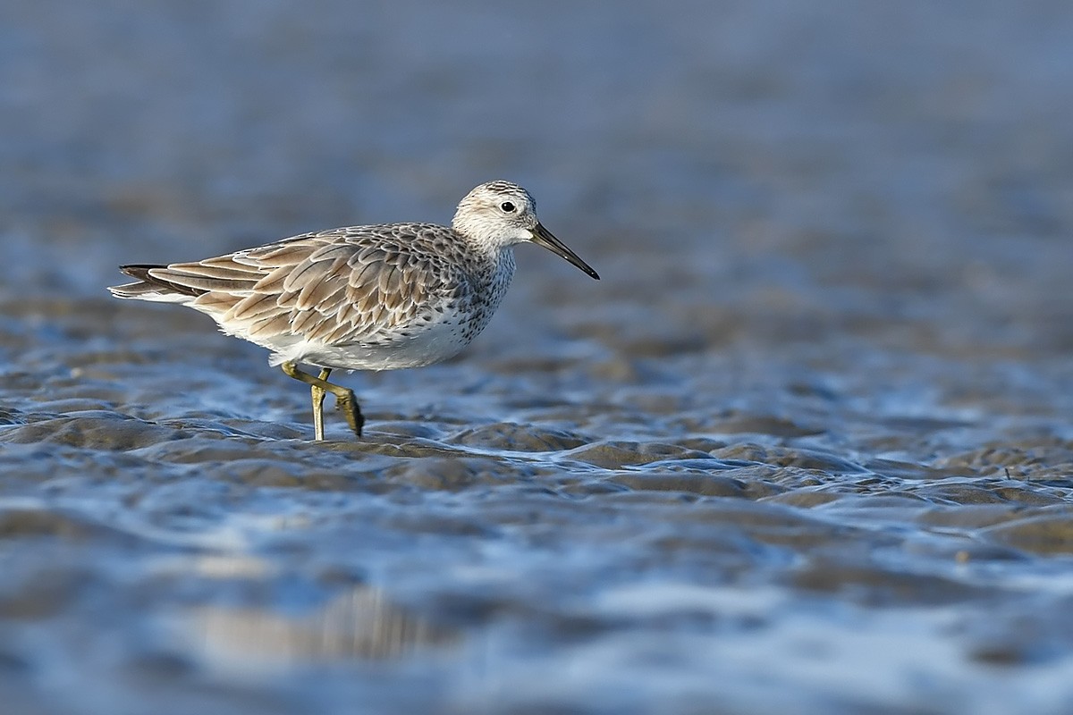 Great Knot - ML409554011