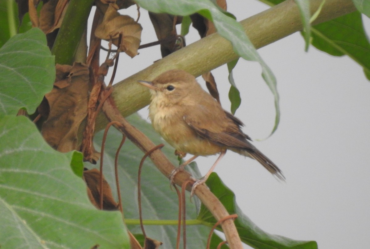 Booted Warbler - ML40955491