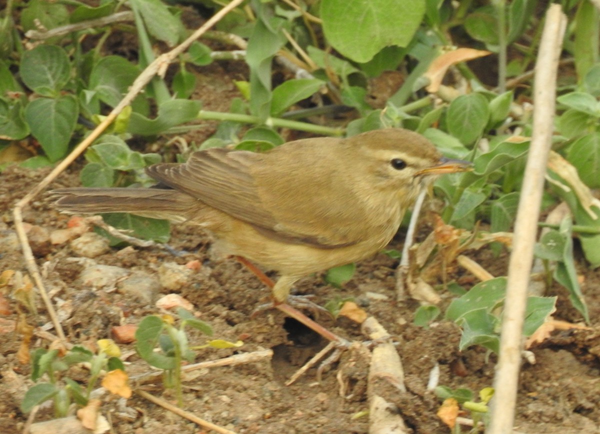 Booted Warbler - ML40955511