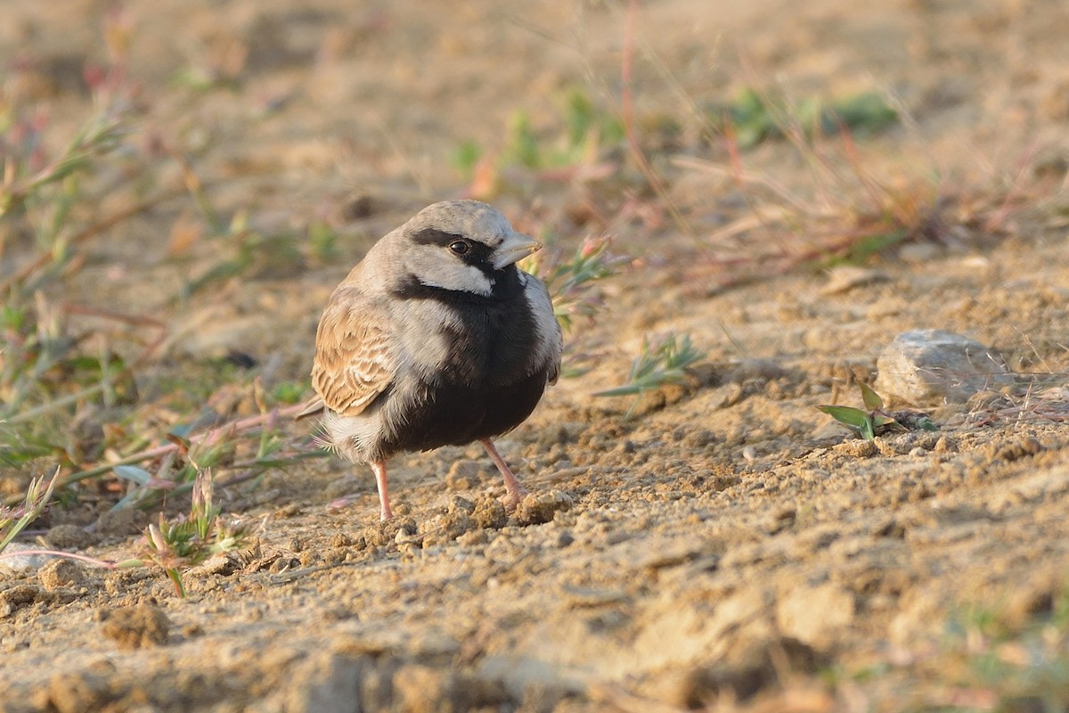 Ashy-crowned Sparrow-Lark - ML40955771