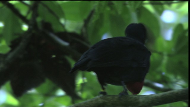 Bare-necked Umbrellabird - ML409560