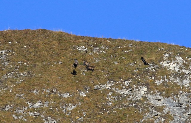 Two Golden Eagles preparing to attack chamois (<em>Rupicapra rupicapra</em>). - Golden Eagle - 