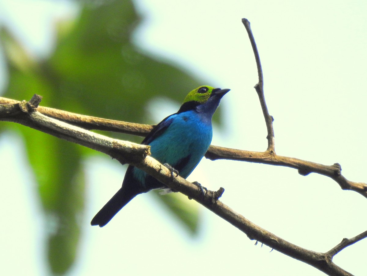 Paradise Tanager - ML409561321