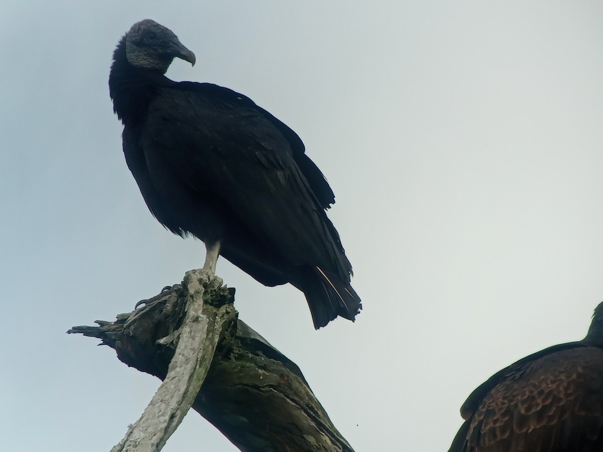 Black Vulture - ML409564041