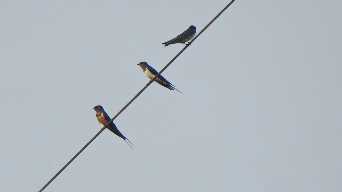 Barn Swallow (Tytler's) - ML409567221