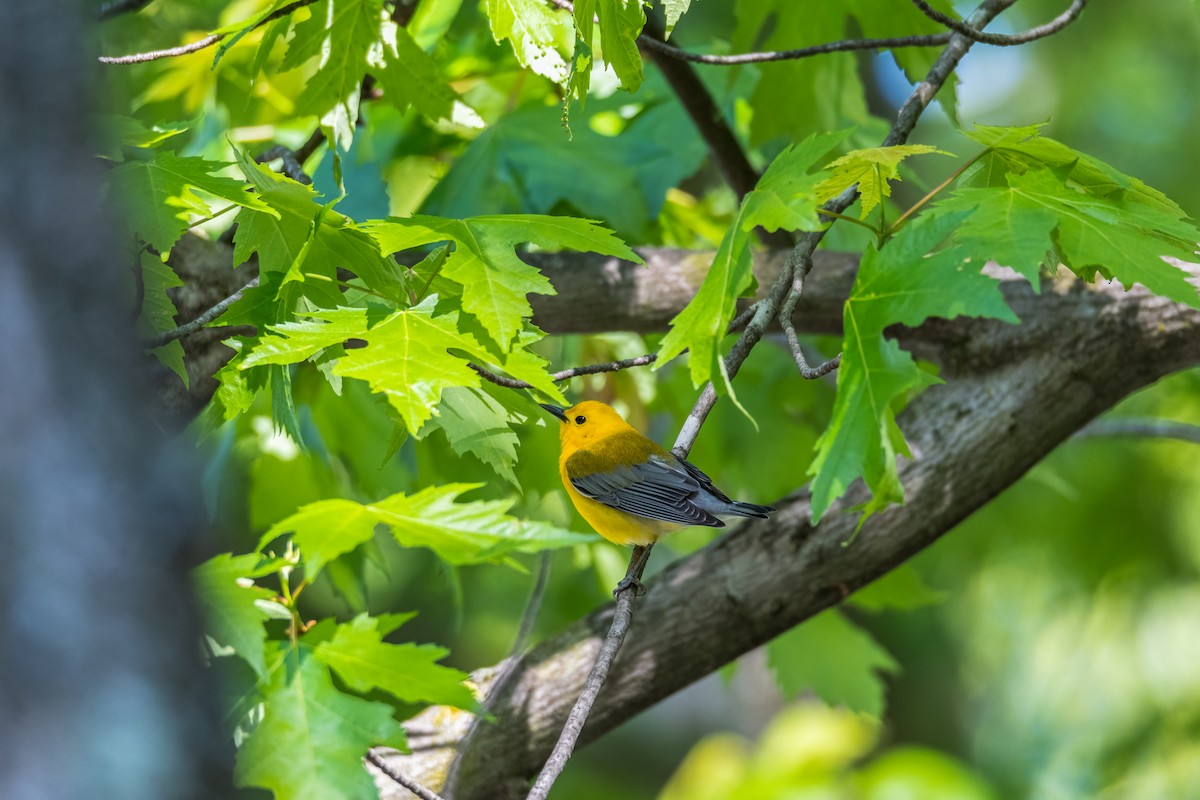 Prothonotary Warbler - ML409570701