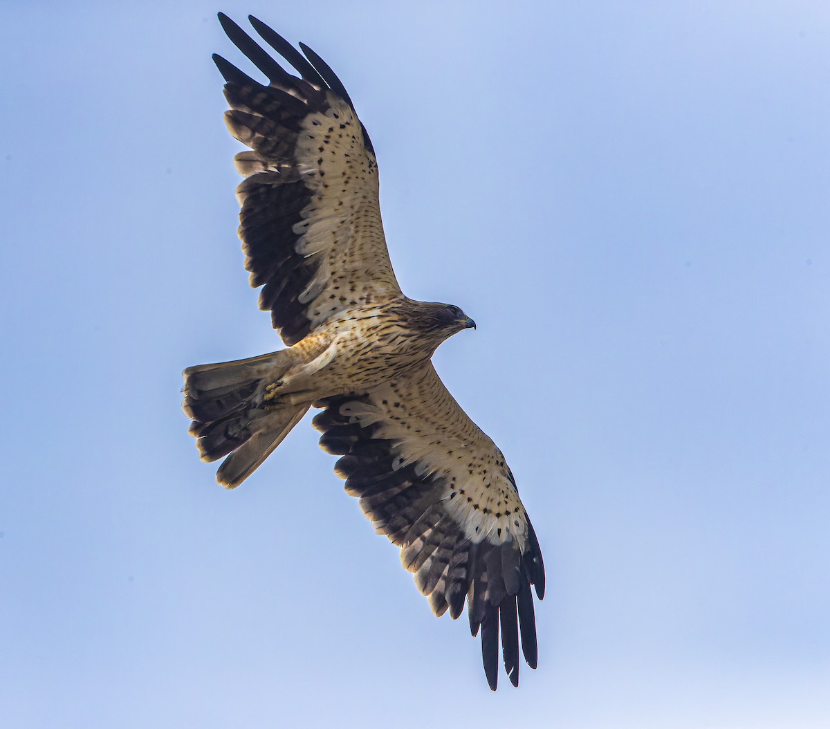Booted Eagle - Shashank  Mb