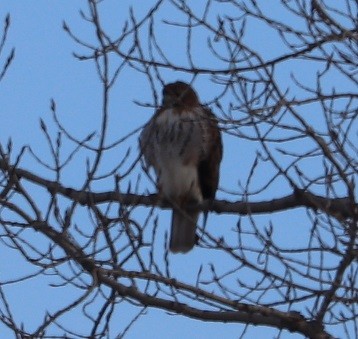 Red-tailed Hawk - ML409571621