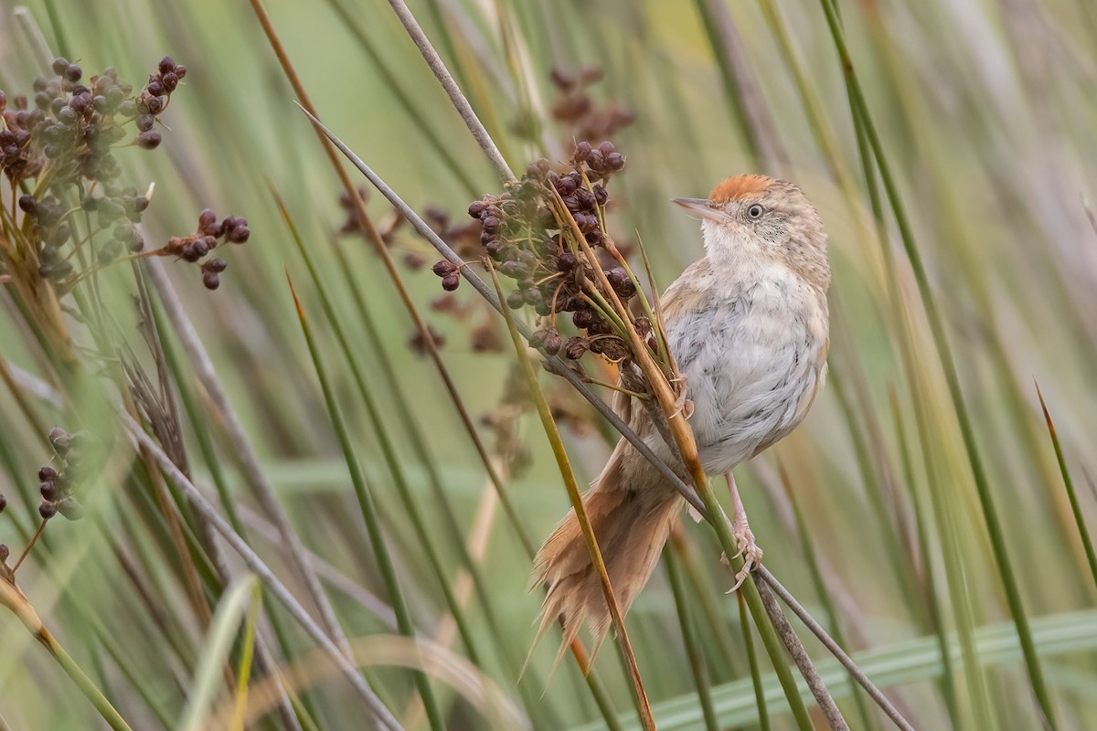 Bay-capped Wren-Spinetail - Pablo Re