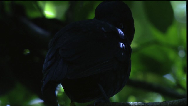 Bare-necked Umbrellabird - ML409579