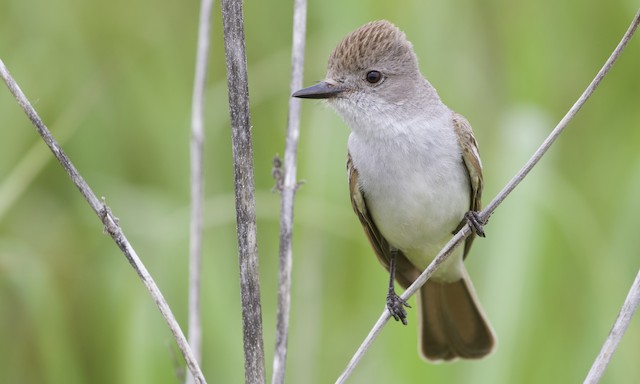 Ash 2024 throated flycatcher