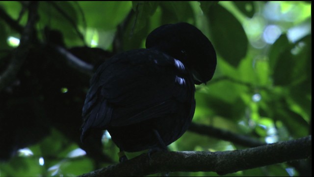 Bare-necked Umbrellabird - ML409580
