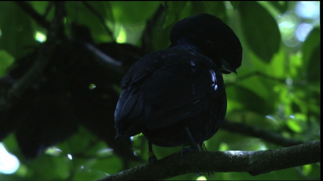 Bare-necked Umbrellabird - ML409581