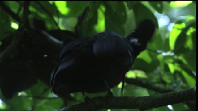 Bare-necked Umbrellabird - ML409586