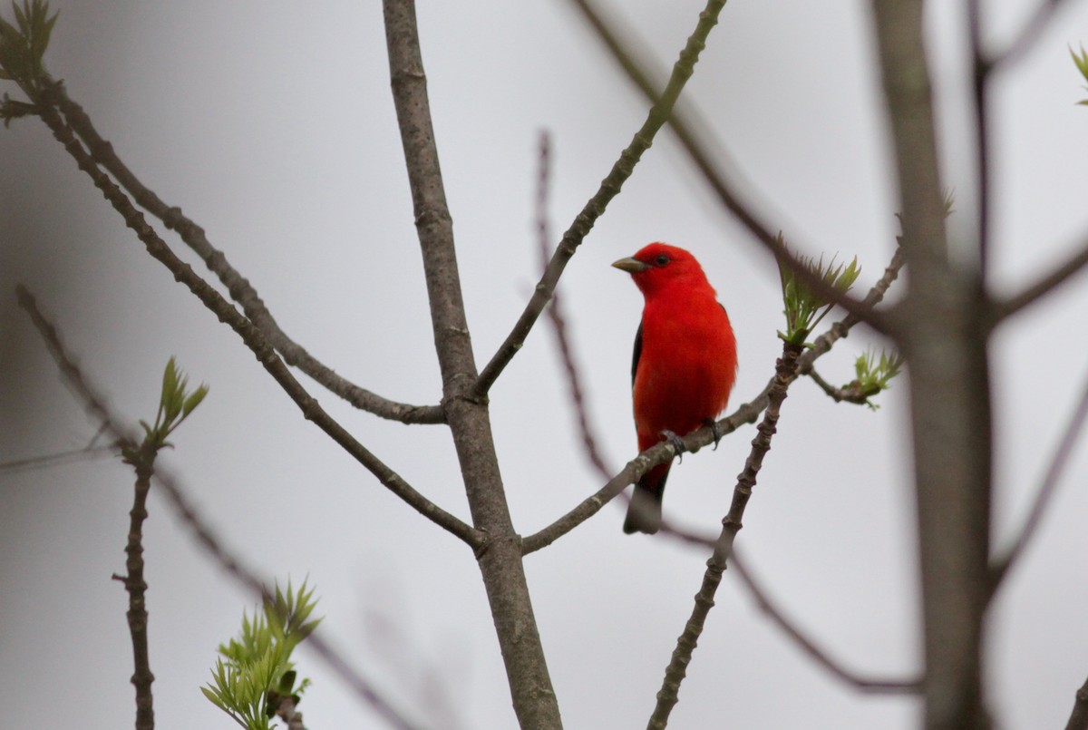 Scarlet Tanager - ML40958881