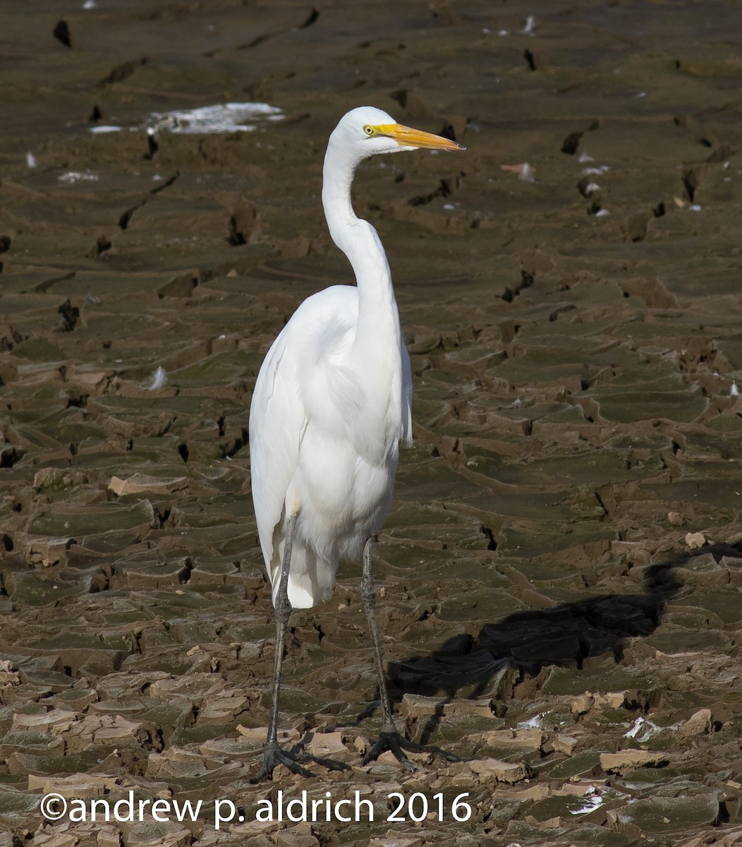 Great Egret - andrew aldrich