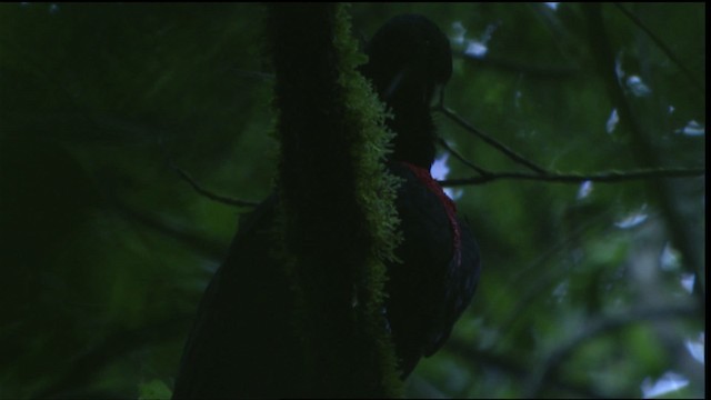 Bare-necked Umbrellabird - ML409592