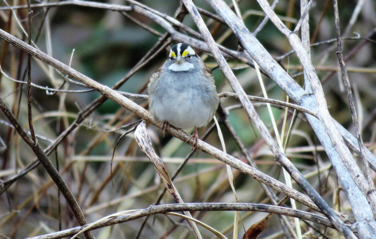 White-throated Sparrow - Barbara Blevins