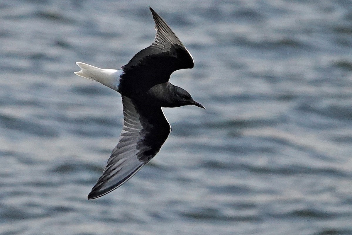 White-winged Tern - silverwing 123