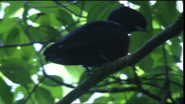 Bare-necked Umbrellabird - ML409599