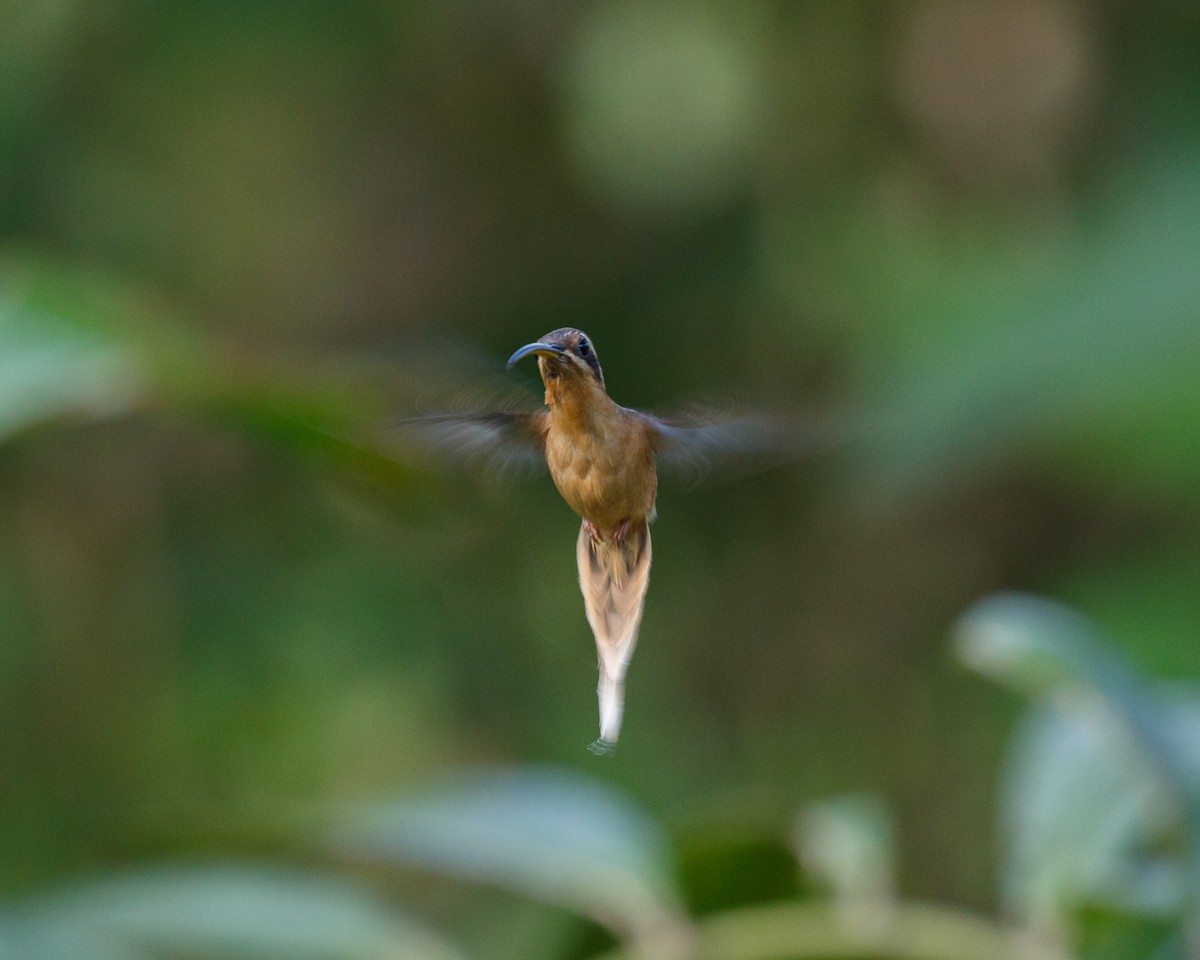 kolibřík skořicový - ML409599051