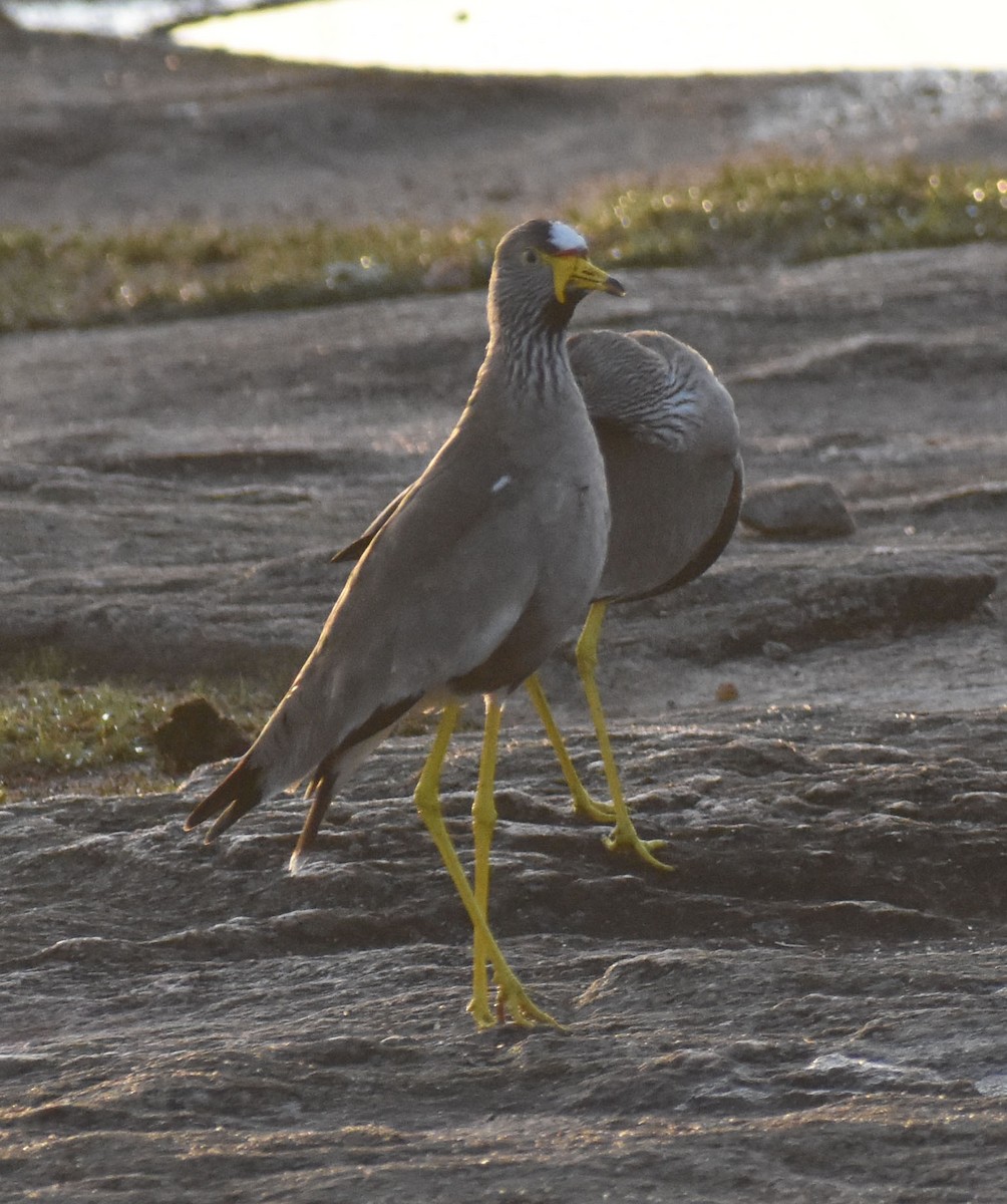 Crowned Lapwing - ML409602911