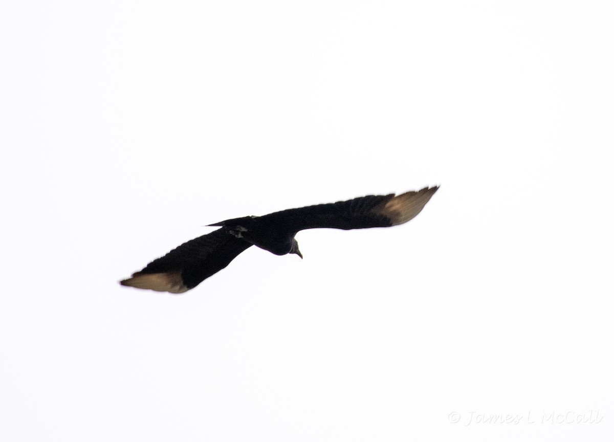 Black Vulture - ML409617051