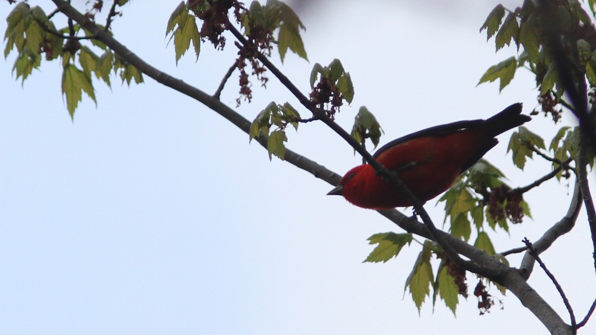 Scarlet Tanager - ML40961821