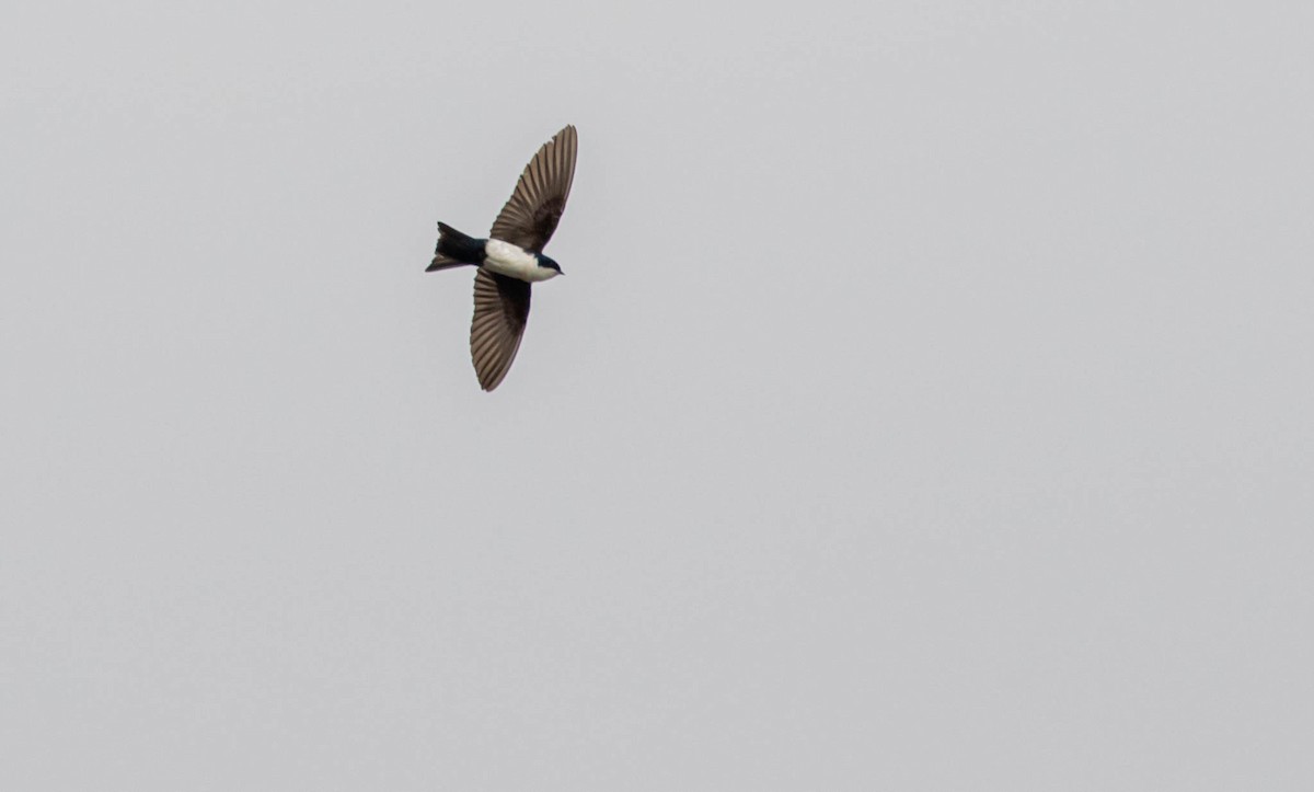 Blue-and-white Swallow - ML409622131