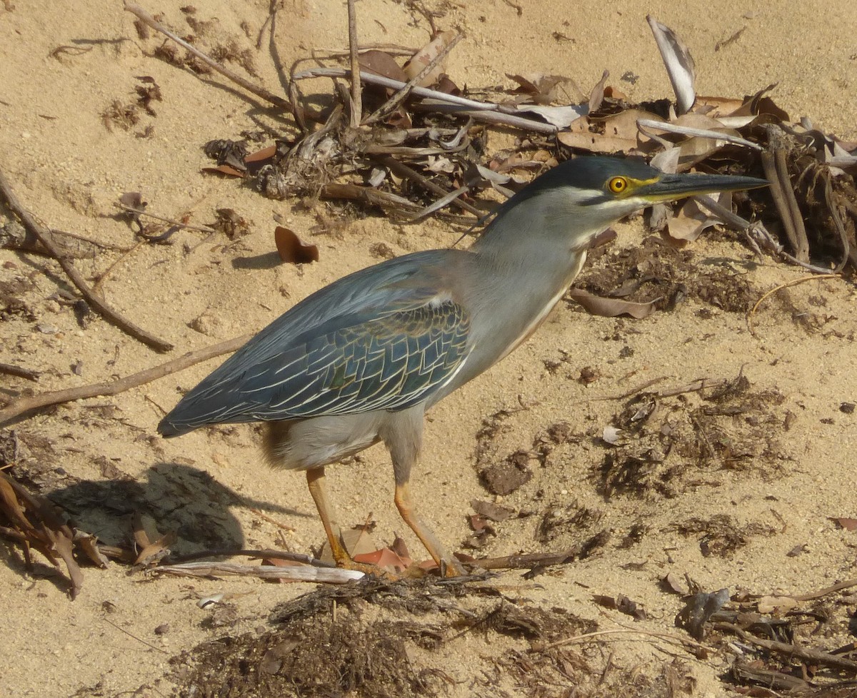 Striated Heron - Peter  LaBelle