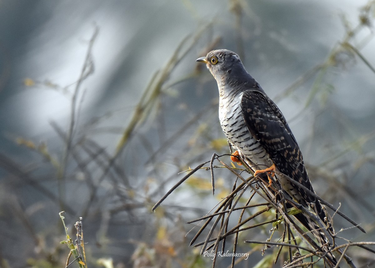 Common Cuckoo - Polly Kalamassery
