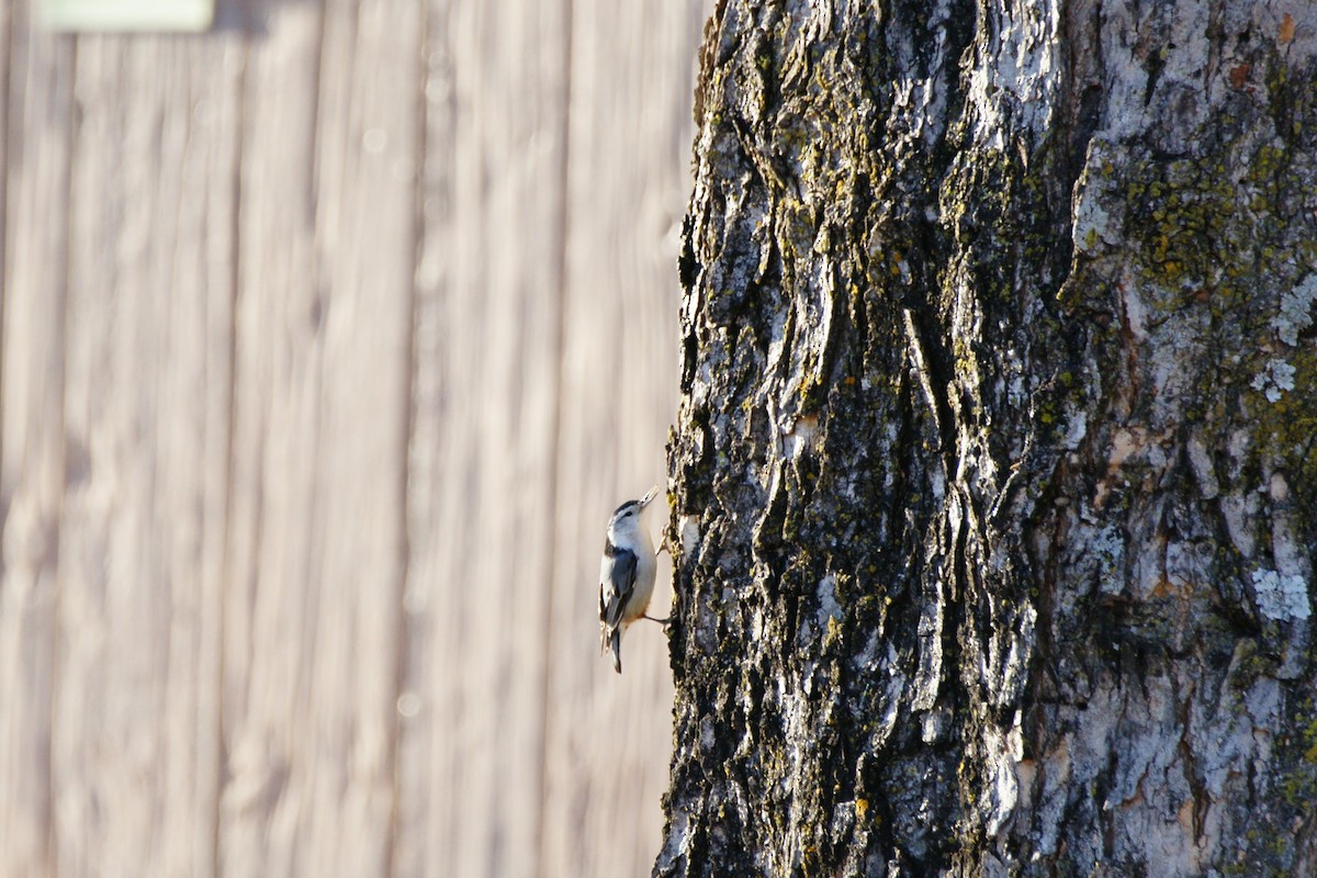 White-breasted Nuthatch - ML409635071