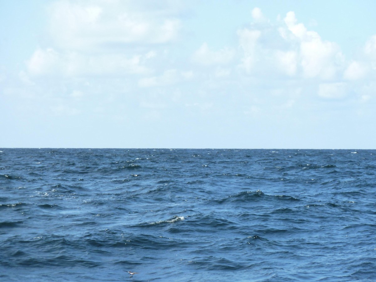 黃蹼洋海燕 - ML409645341