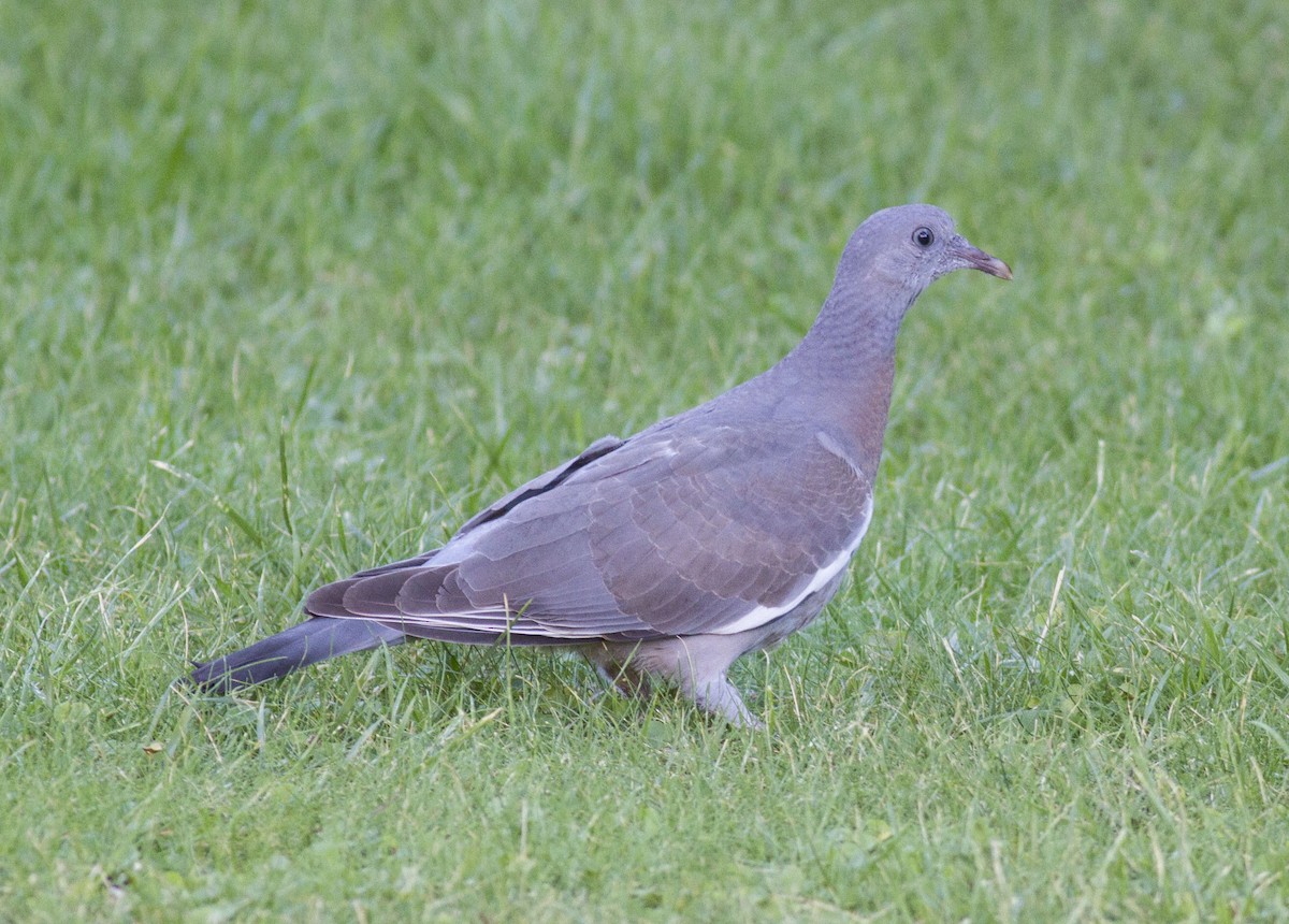 Common Wood-Pigeon - Mouser Williams