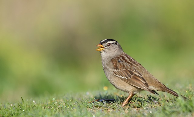 White-crowned Sparrow Identification, All About Birds, Cornell Lab