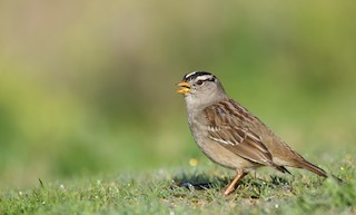 White-crowned Sparrow