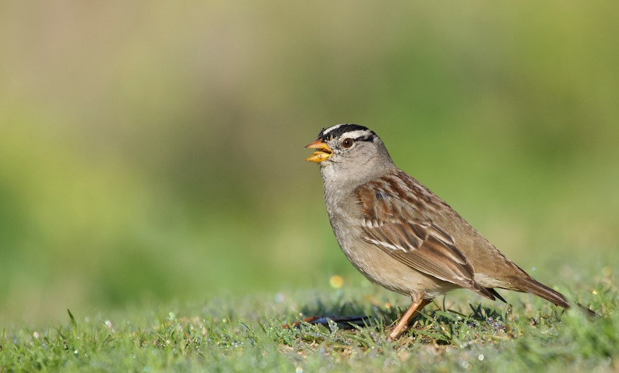 White-crowned Sparrow