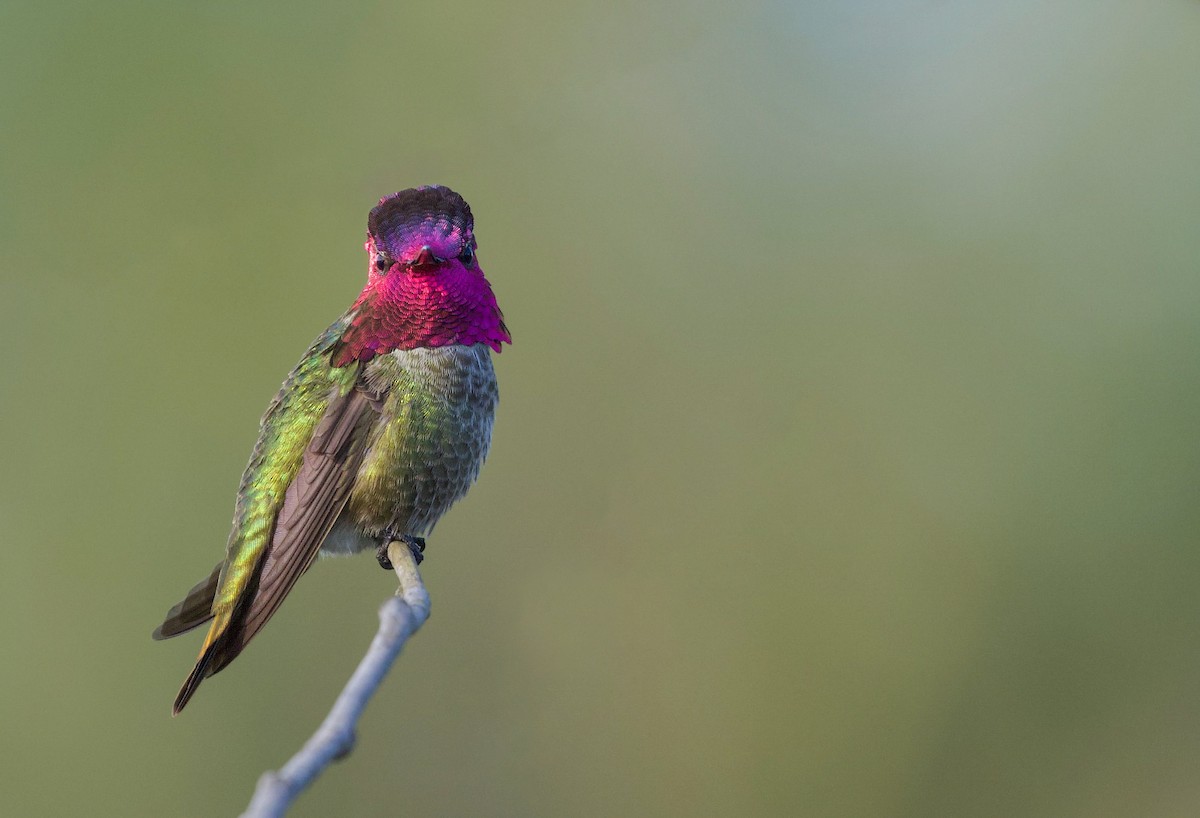 Anna's Hummingbird - Will Sweet